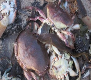 Crabs on the beach