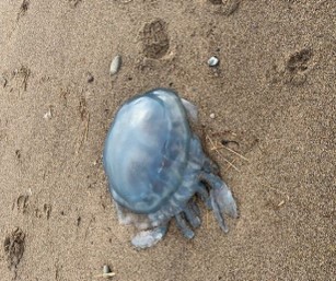 Jellyfish on the beach