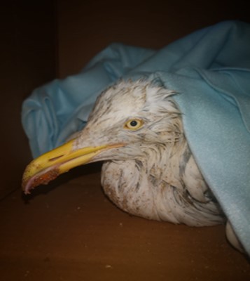 Seagull rescued from the beach