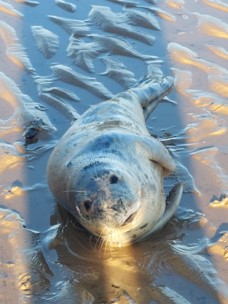 Seal on the beach