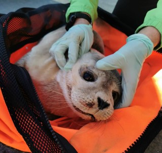 Seal rescued in Cleethorpes