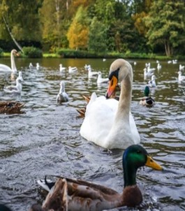 Swans and ducks on the Boating Lake
