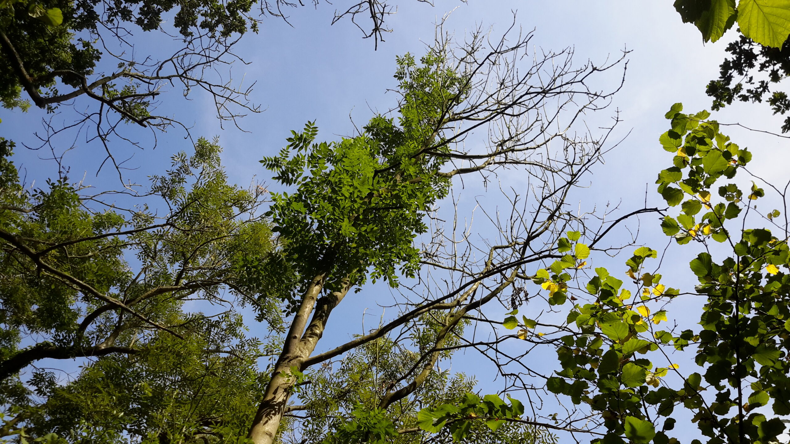 Trees from an upward view