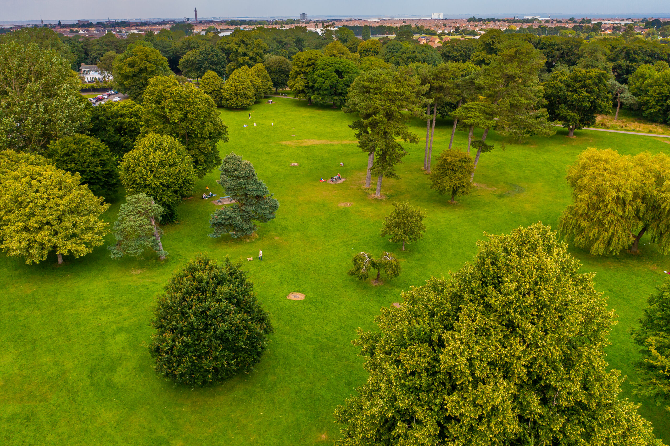 Field with trees
