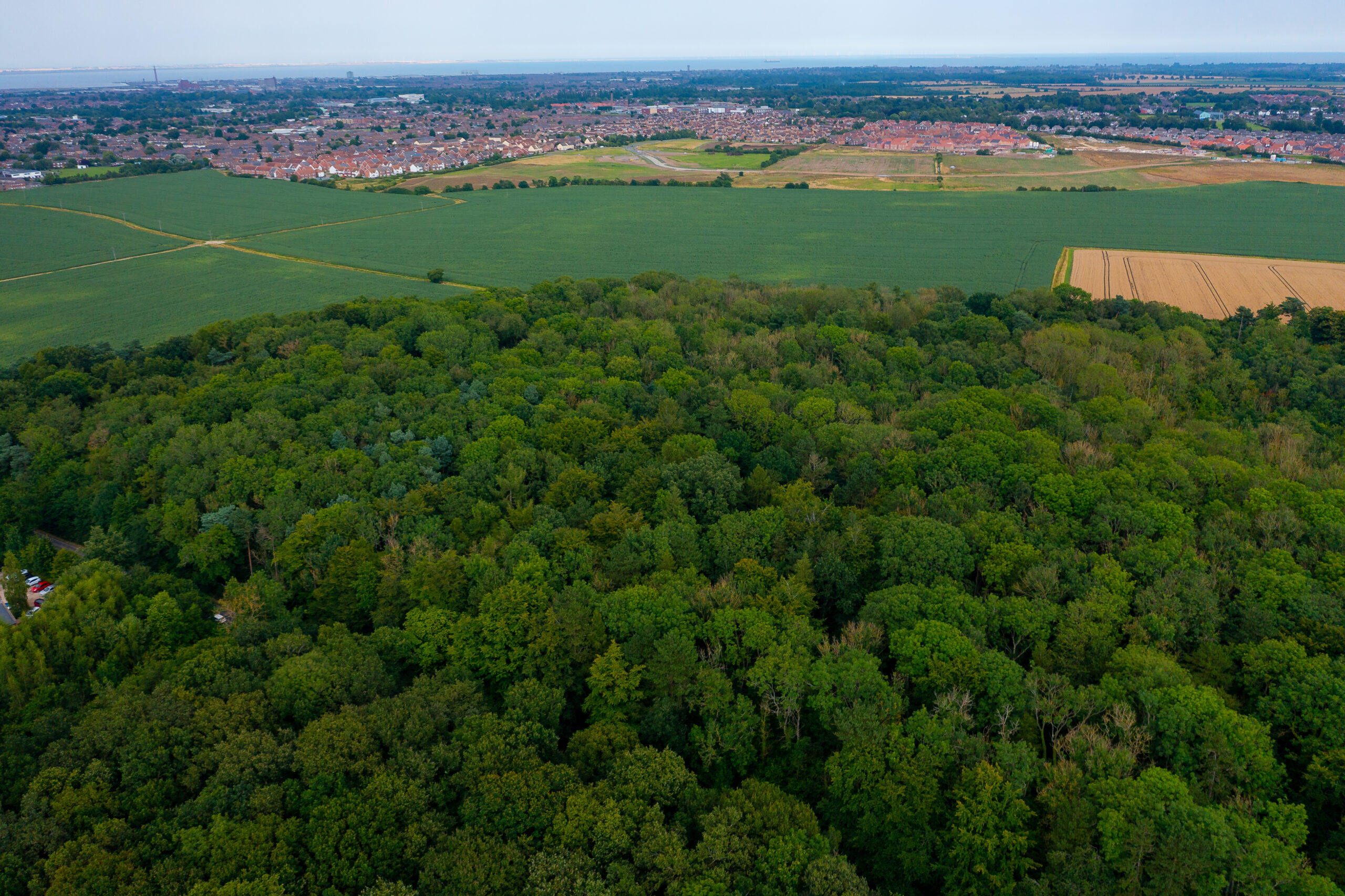 Aerial shot of trees