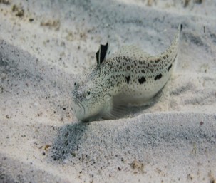 Weaverfish in the water