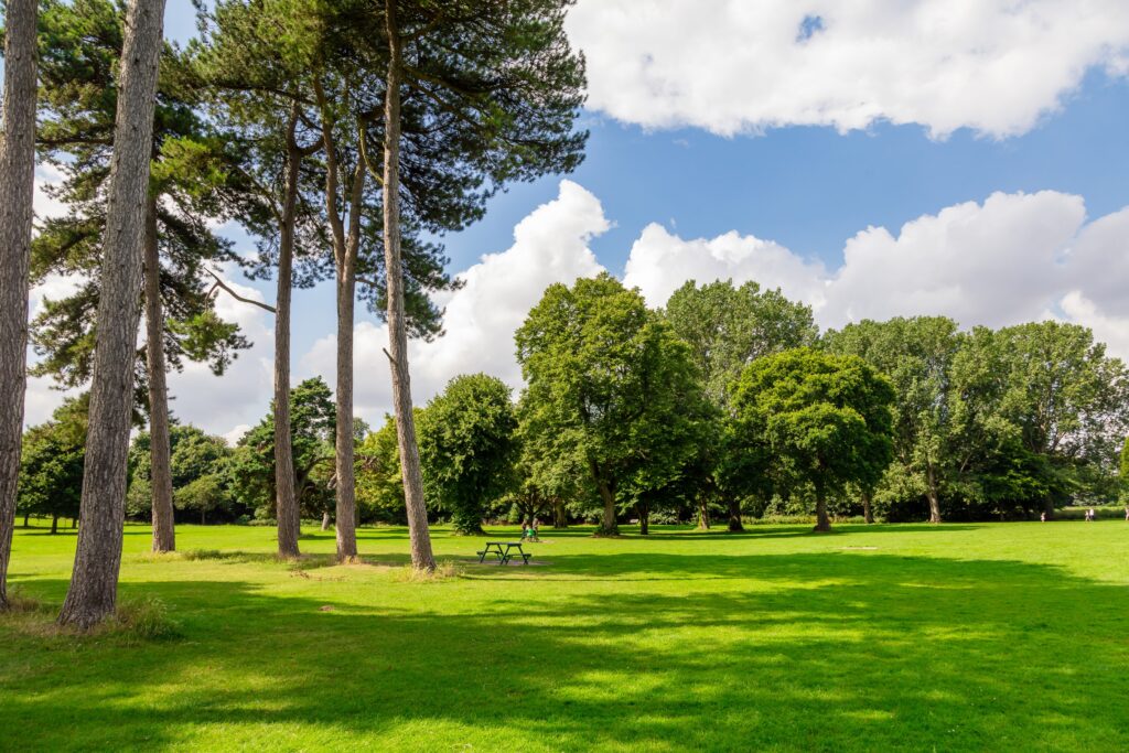 Trees and green space in Weelsby Woods