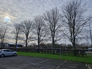 Infected elm trees in Cleethorpes