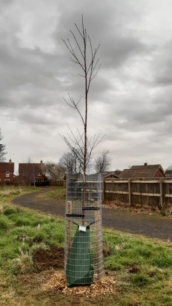 Tree planted by school children and volunteers in Scartho