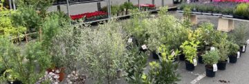 Flowers and plants in pots