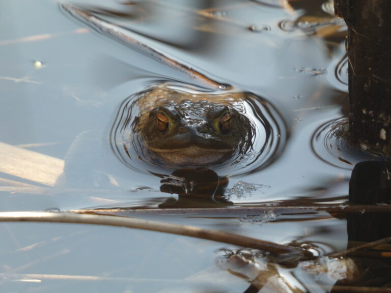 Toads breeding well in North East Lincs