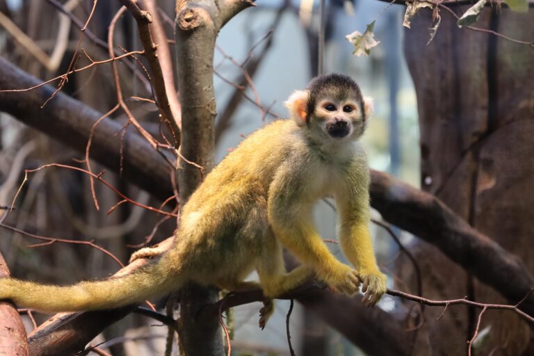 New licensing rules to come into effect for primate owners