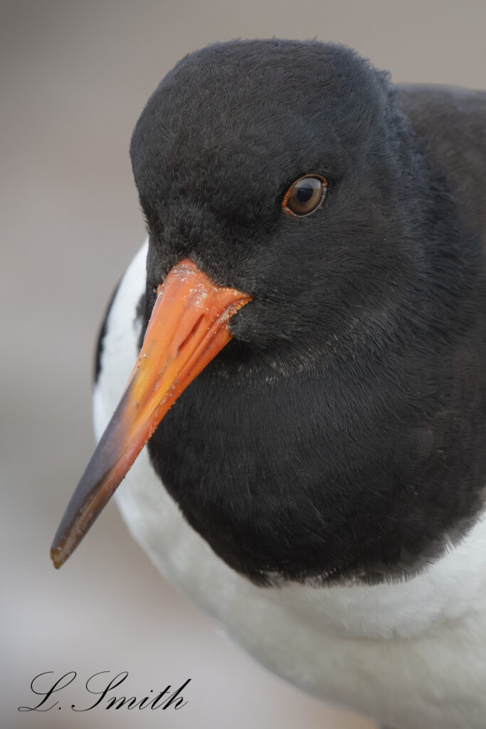 World Environment Day 2026: North East Lincolnshire residents urged to take action to protect our unique natural environment