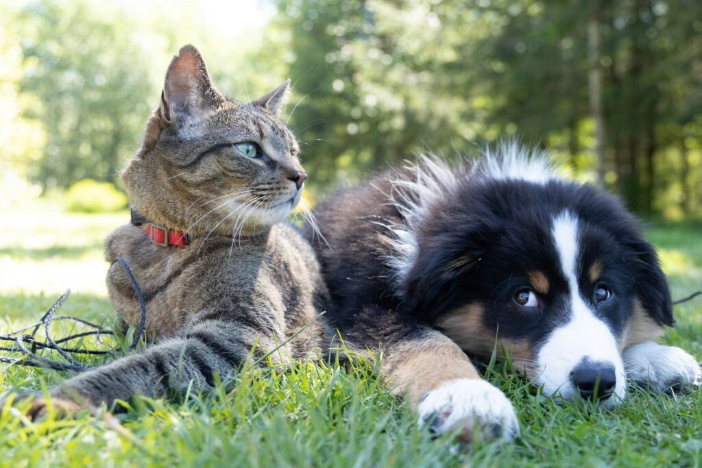 A dog and a cat