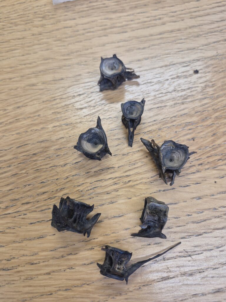 Fish Bones