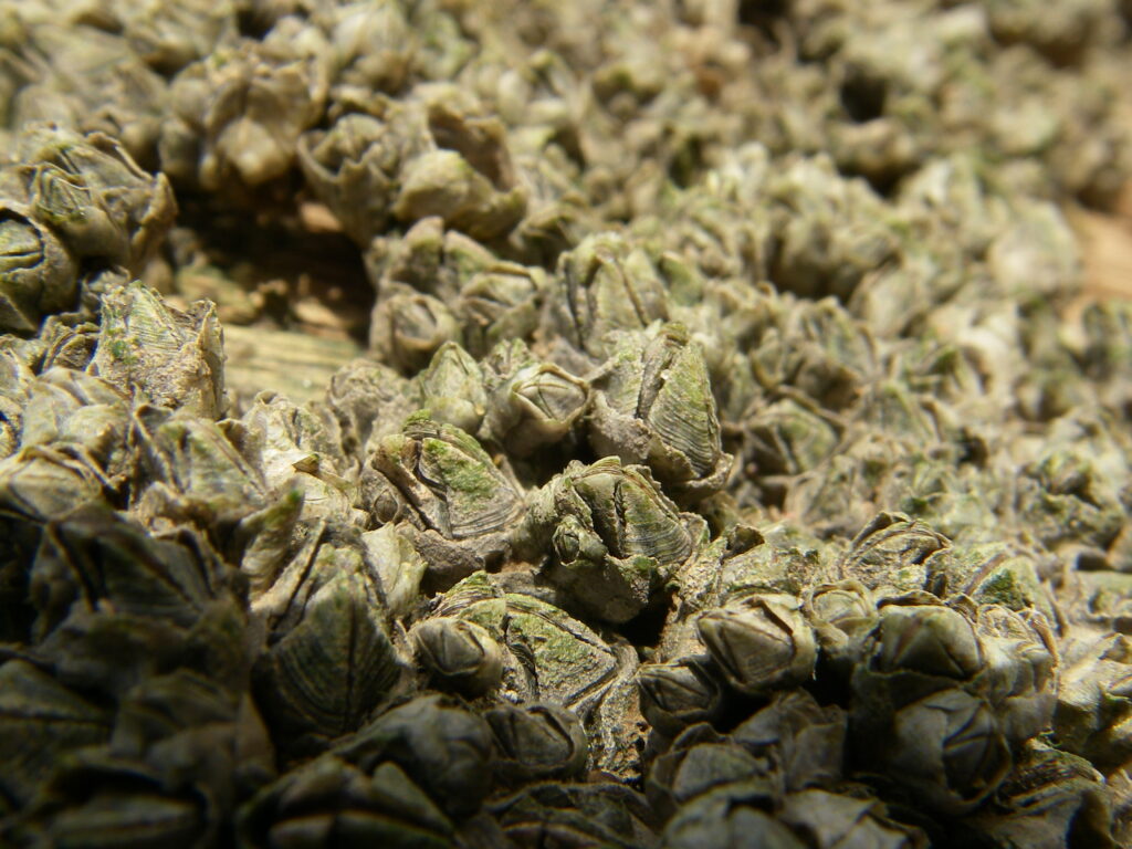 Barnacles