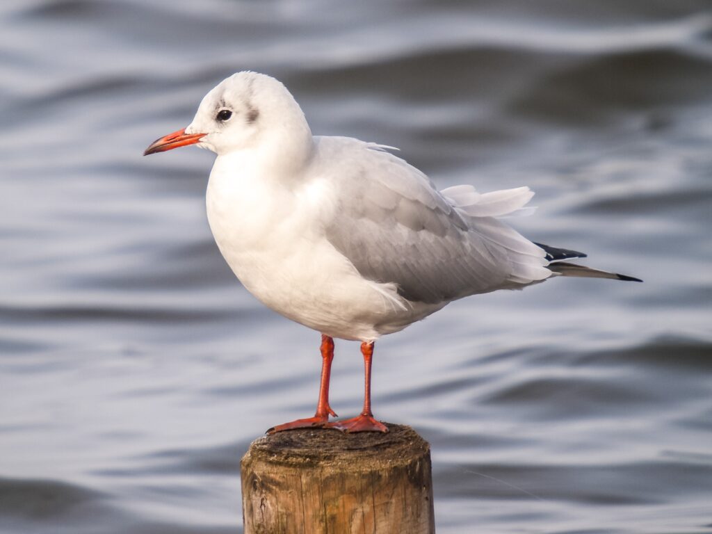 Black-headed Gull