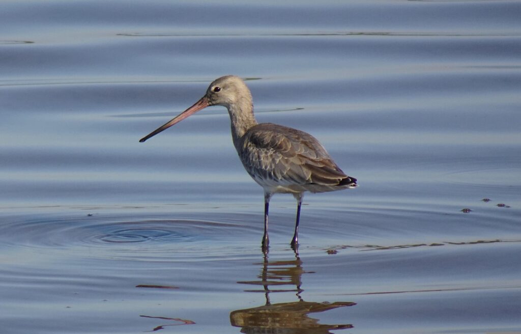 Black-tailed Godwit