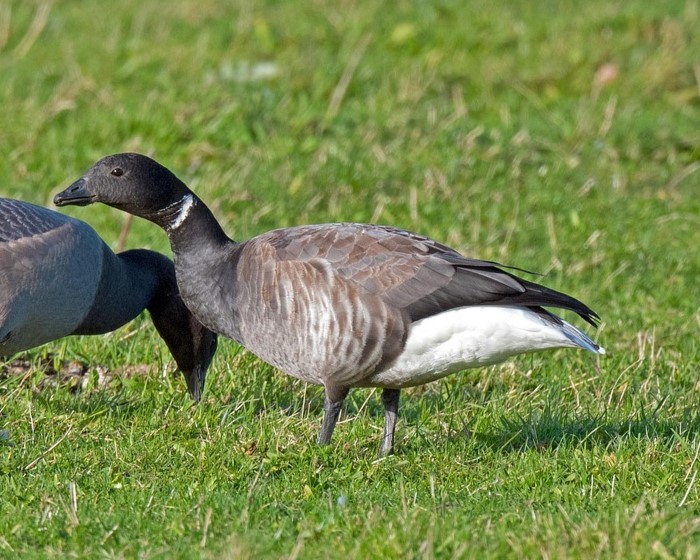 Brent Goose