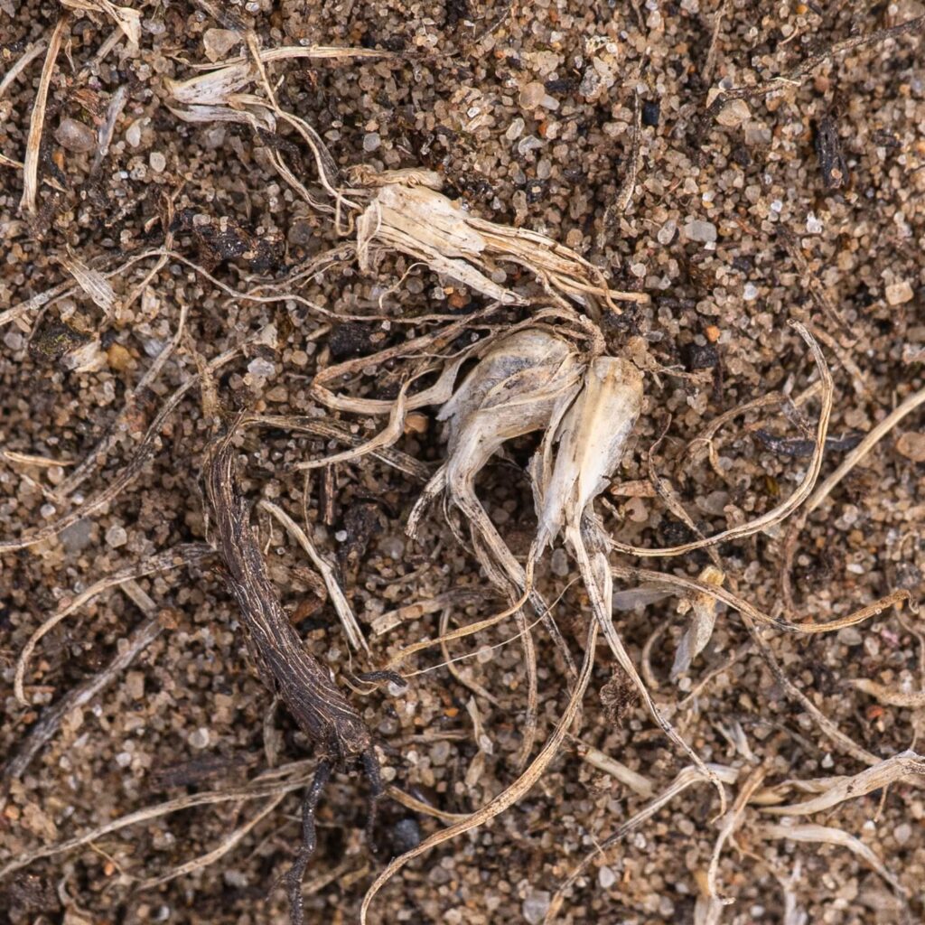 Bulbous Meadow-grass (Poa bulbosa)