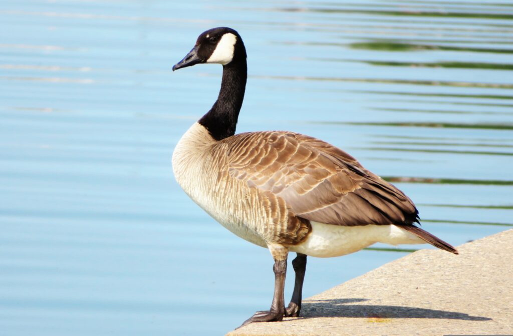 Canada Goose