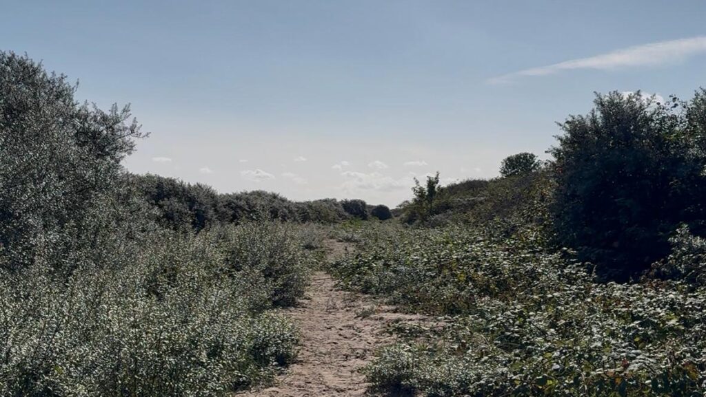 Cleethorpes LNR Sand Dunes