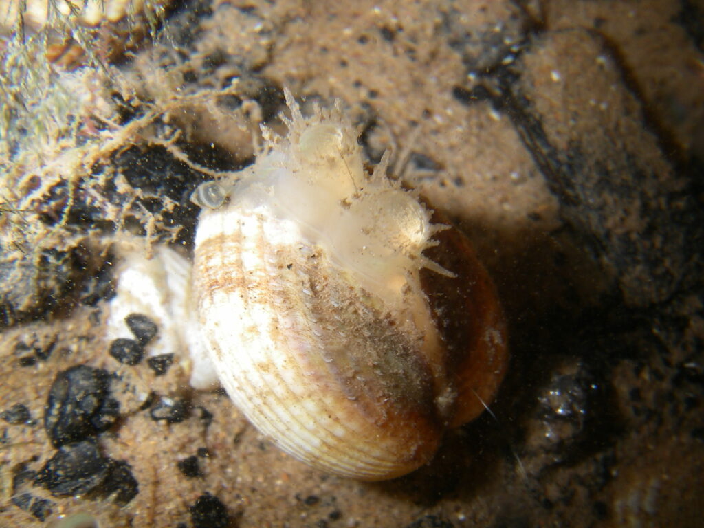 Cockle