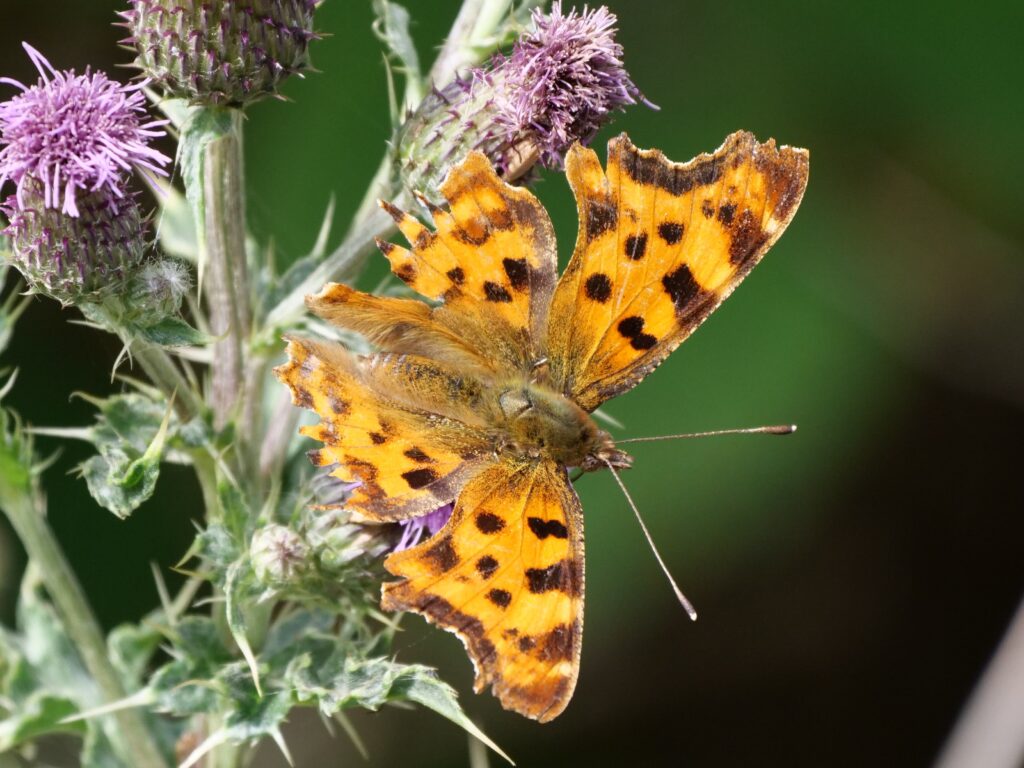 Comma butterfly