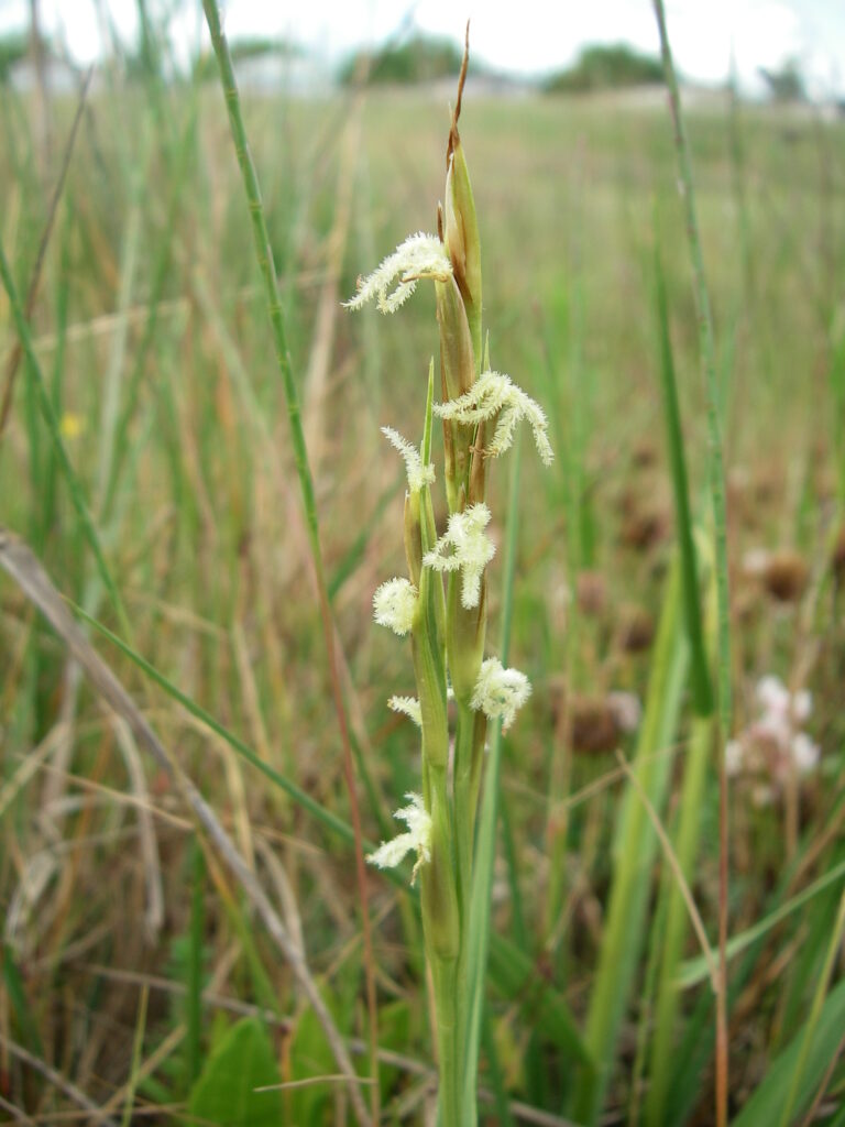 Common Cordgrass (Spartina anglica)