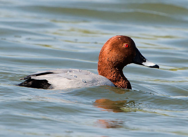Common Pochard