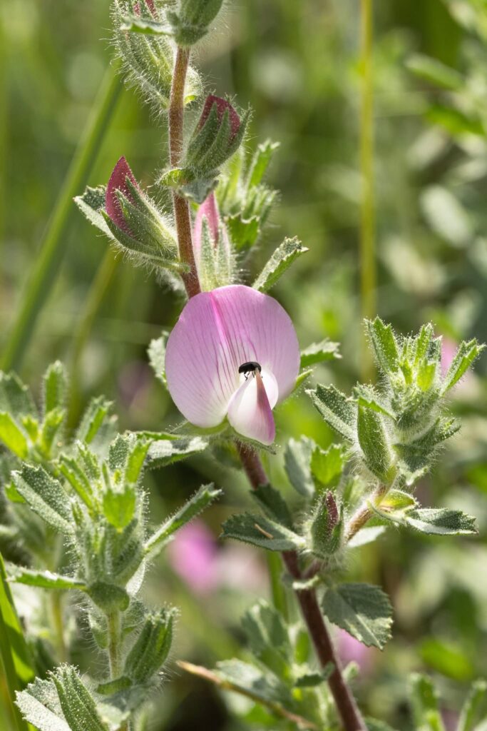 Common Restharrow (Ononis repens)