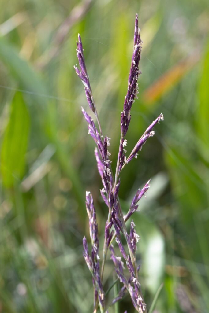 Common Saltmarsh-grass (Puccinellia maritima)