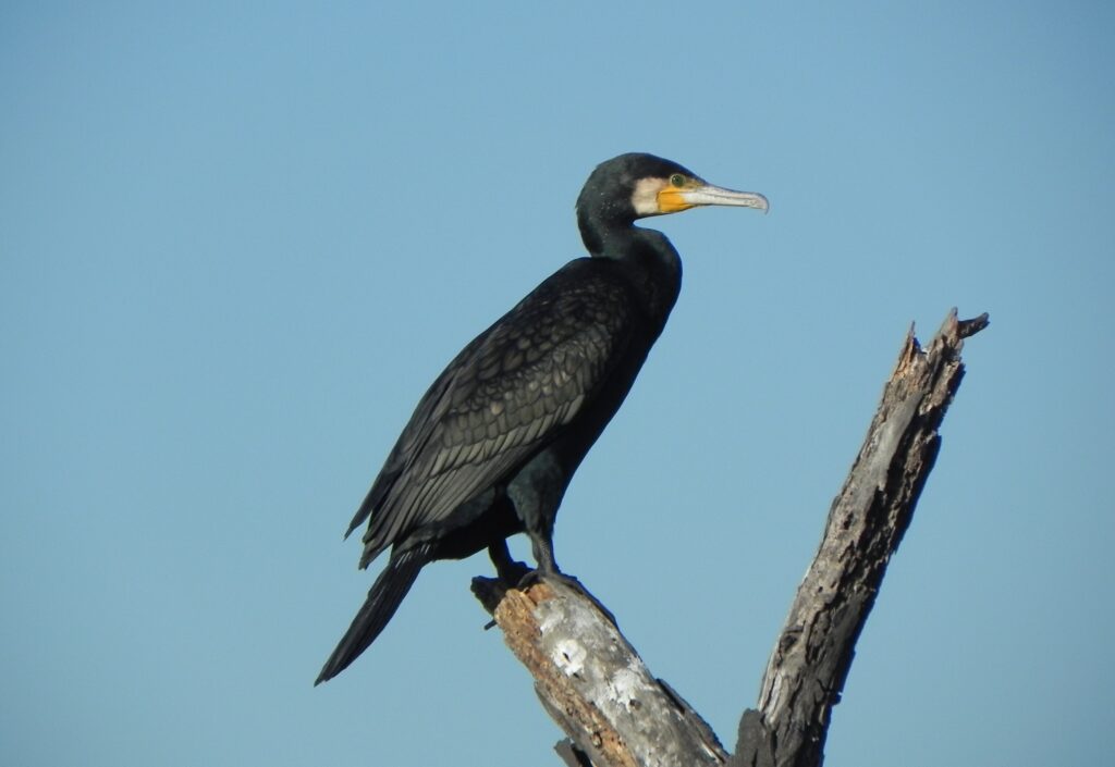 Cormorant