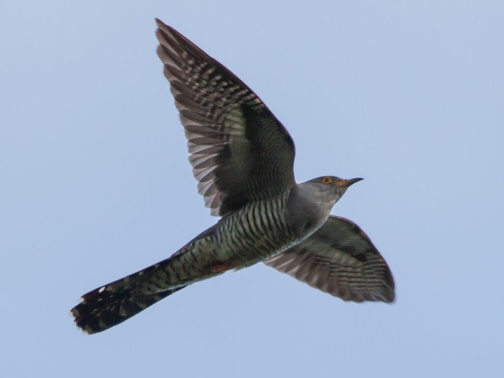 Cuckoo