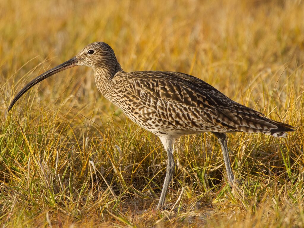 Curlew