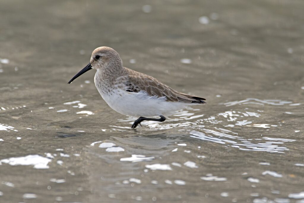 Dunlin