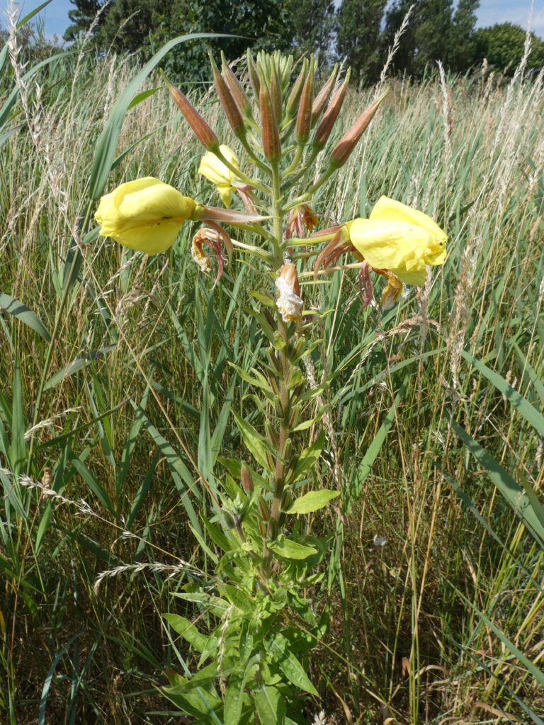 Evening Primrose
