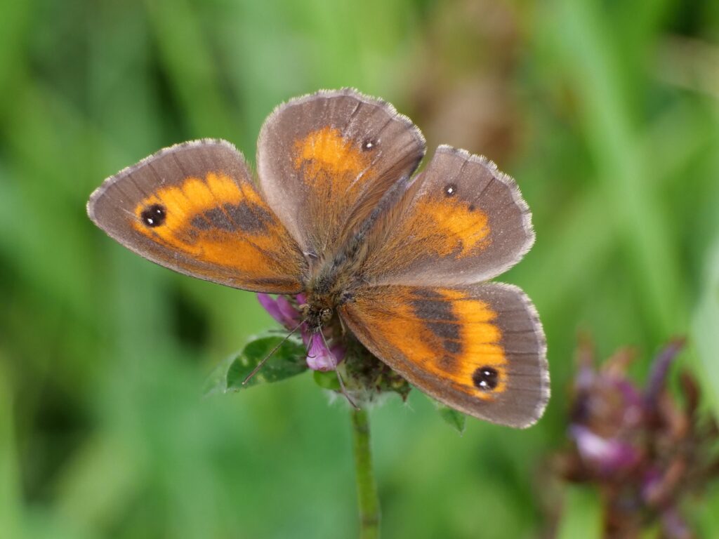 Gatekeeper butterfly