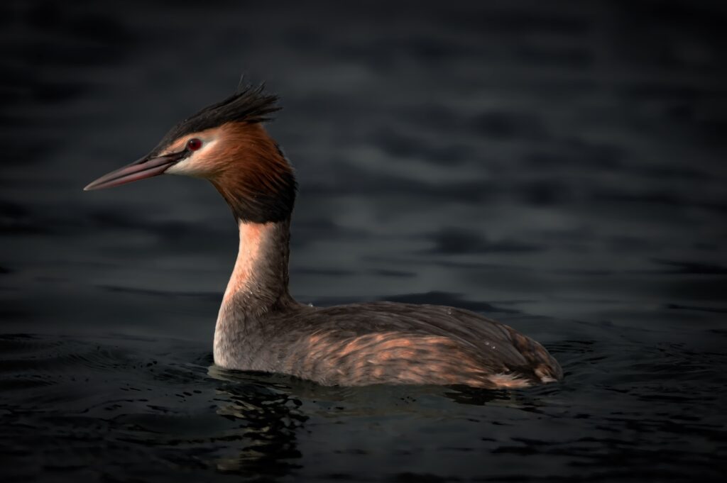 Great-crested Grebe