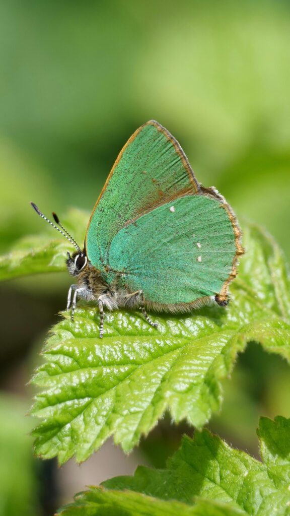 Green Hairstreak butterfly
