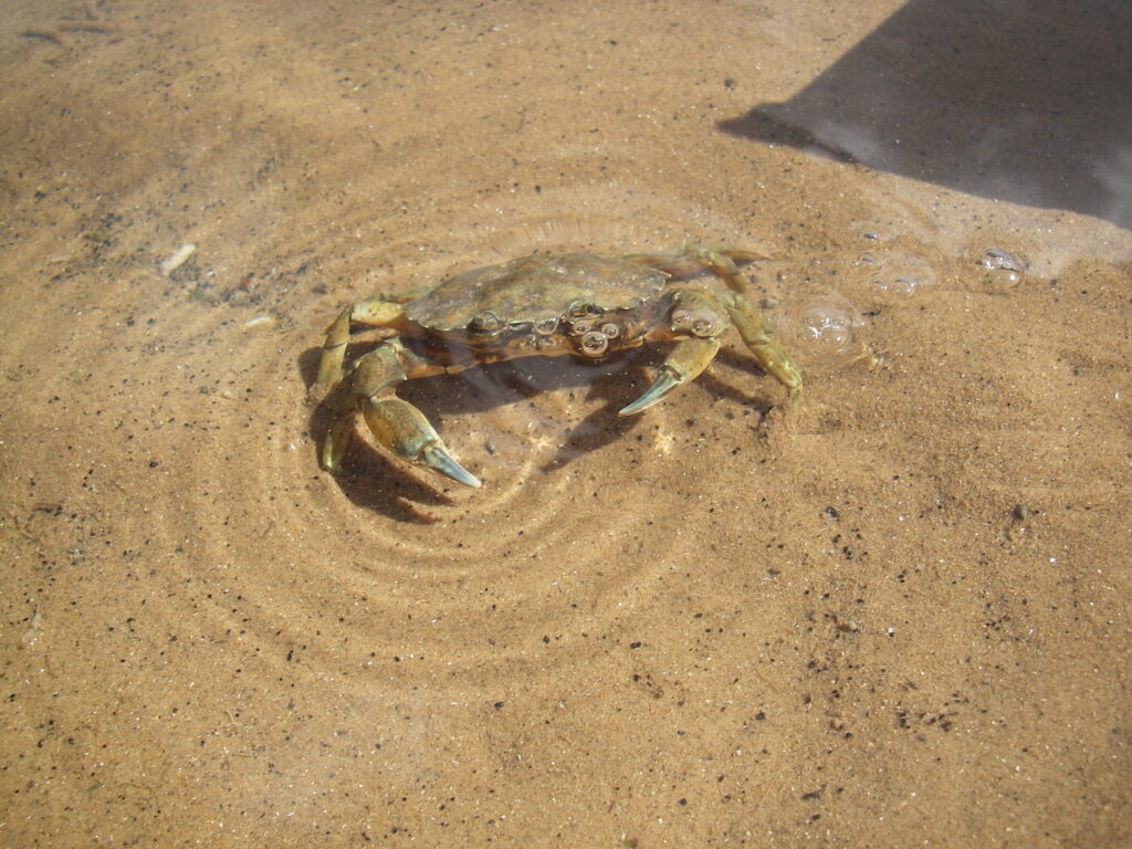 Green Shorecrab