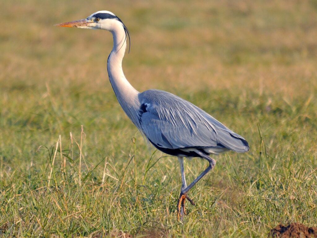Grey Heron