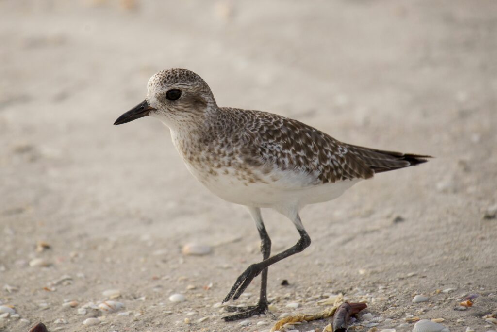 Grey Plover