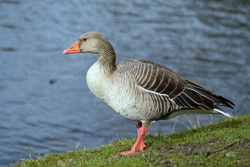 Greylag