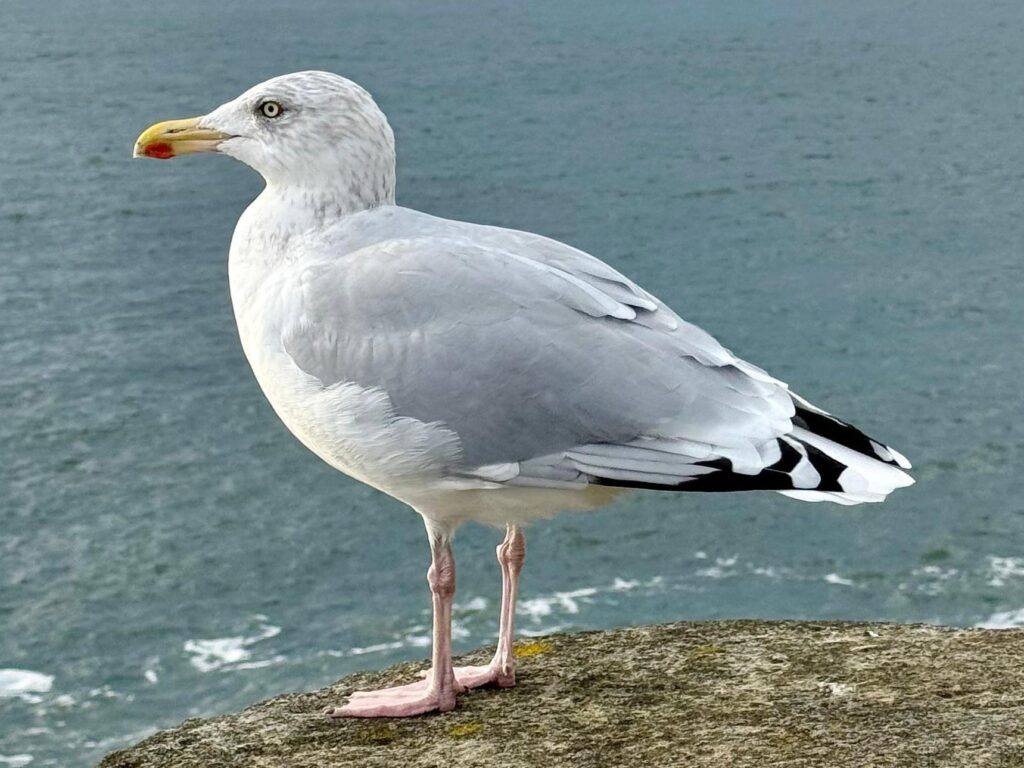 Herring Gull