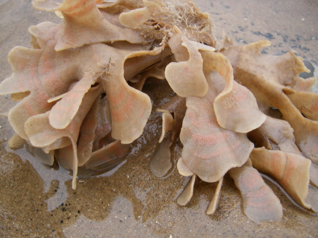 Hornwrack