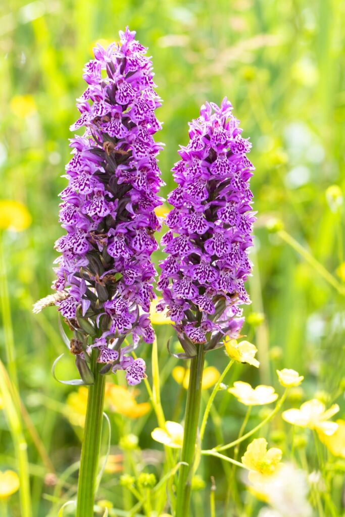 Hybrid Marsh-orchid (Dactylorhiza x grandis)