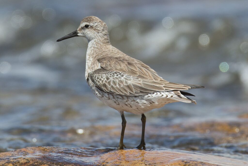 Knot bird