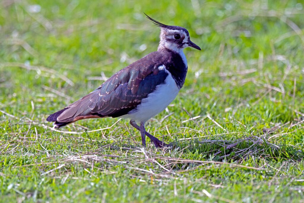 Lapwing bird