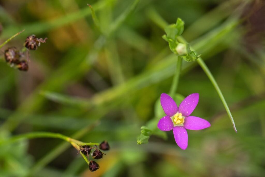 Lesser Centaury (Centaurium pulchellum)